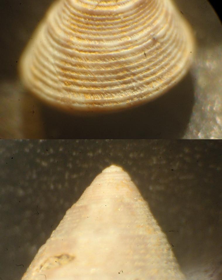 Trochidae